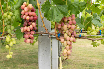 Pink grapes on vines in a vineyard