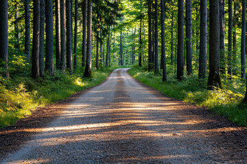 Obraz premium Serene woodland path with sunlight filtering through dense trees inviting a tranquil walk through nature, surrounded by lush greenery and peaceful forest ambiance.