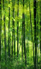 Fototapeta premium Tranquil Bamboo Forest with Sunlight Filtering Through: A serene bamboo forest with sunlight filtering through the dense foliage, creating a calming atmosphere.