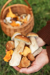 Different wild Mushrooms in mushroom picker hands close-up macro. Forest autumn mushroom harvest in basket