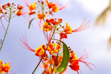 Red and yellow flowers blossoms plants in tropical forest nature Mexico.