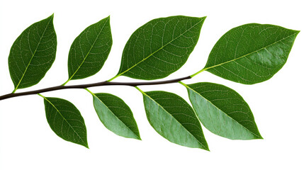 Fototapeta premium Branch with green leaves isolated on white background, showcasing natural beauty and intricate veins in each leaf, perfect for botanical and nature themes.