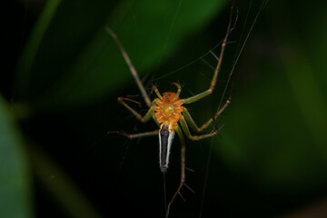 jumping spider macro close up on the black background in the nature