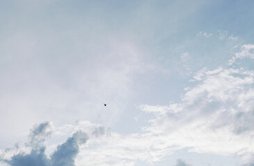 One soaring dove in the sky with thunderclouds.