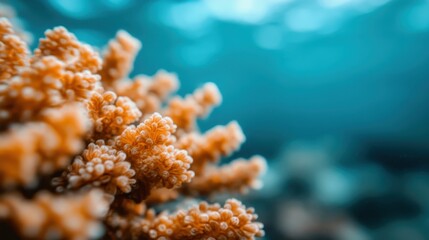 Fototapeta premium An intricate close-up of vibrant orange coral formations, showcasing the beauty of underwater ecosystems and the delicate details of coral reefs.