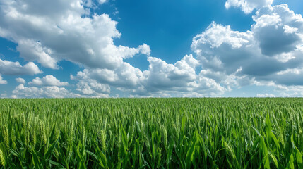 Obraz premium A lush green cornfield stretches under a vibrant blue sky filled with fluffy white clouds, epitomizing the beauty and serenity of rural landscapes.