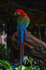 Close up head the red macaw parrot bird in garden