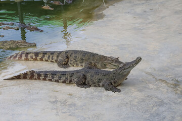 The salt crocodile swimming on the river near canal