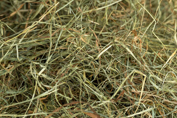 Dehydrated Dried Grass for hay production in agriculture