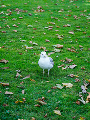 A white seagull stands on the green grass.