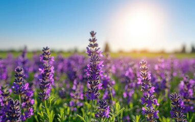Naklejka premium Beautiful lavender field in full bloom under a bright, clear sky with the sun shining, capturing the vibrant colors and serene ambiance of nature.