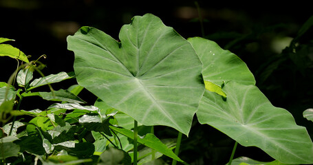 Elephant ear green leaves (Colocasia plant) in the forest.