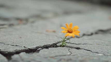 A resilient yellow flower blooms defiantly through the cracks of a weathered pavement, standing strong amidst a barren and challenging urban environment.
