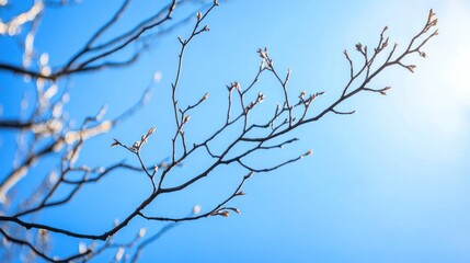 Obraz premium Bare Branches Against a Sunny Sky