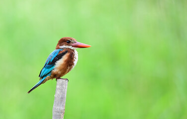 colorful White-throated Kingfisher perched on dry bamboo,thailand