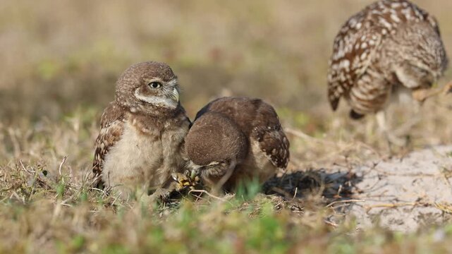 Burrowing Owl in South Florida 