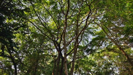 Tree View seen from below. Forest background filled with trees and leaves.