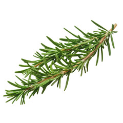 PNG Fresh rosemary sprig on a white background