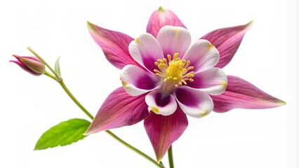 Obraz premium columbine-isolated-white-background 