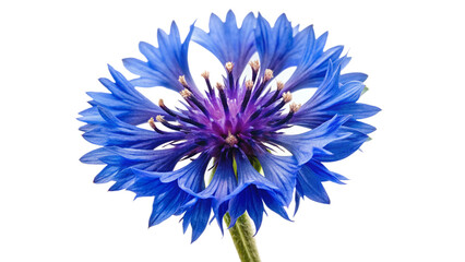 cornflower-isolated-white-background 