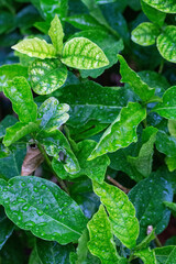 Guin&eacute; ou rabo-de-gamb&aacute; (Petiveria tetrandra) &eacute; um arbusto ou subarbusto.	
