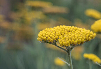 yarrow