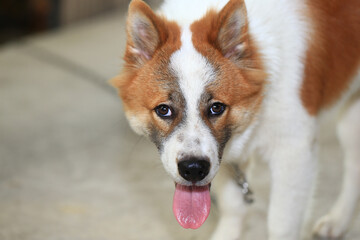 aggressive dog Thai Bang Kaeo
