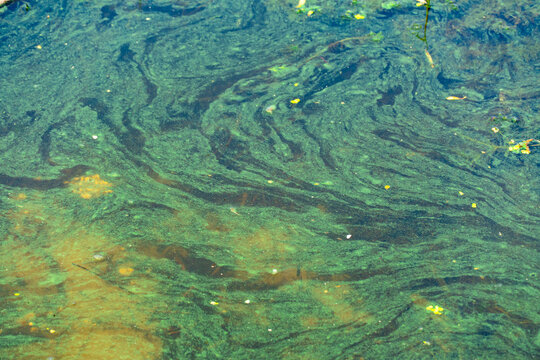 Harmful bloom blue-green algae cyanobacteria on water surface. Green aquatic plant due to polluted river. Continuous thickets on slowly flowing lakes. Environmental problem. Green color background.