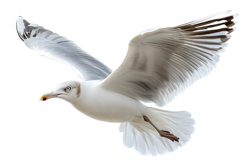 Obraz premium Gaviota volando sobre fondo transparente
