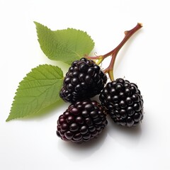 Close-up of three ripe blackberries with green leaves on a white background.