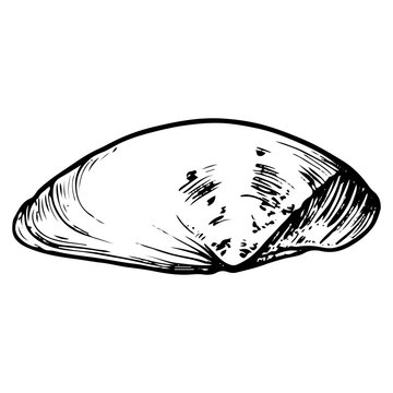 recommend clip art: Sea shell sketch hand drawn. Tellina tenuis elasmobranch mollusk. The bivalve shells of marine seashell. Souvenir from summer holiday on the beach. Vector graphics illustration.