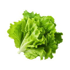 Fresh green lettuce leaves isolated on transparent background png