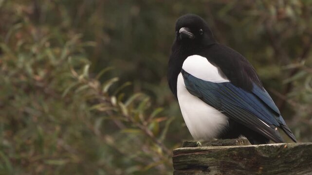 A Eurasian magpie or common magpie (Pica pica) sitting on a wooden fench