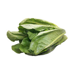 leaves isolated on white