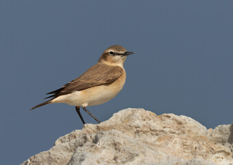 Portrait of a Isabelline Wheatear at Busaiteen coast of Bahrain