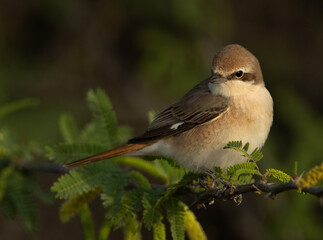 Isaballine shrike perched on acacia tree at Jasra, Bahrain