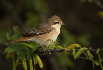 Portrait of a Isaballine shrike perched on acacia tree at Jasra, Bahrain