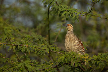 Grey francolin perched on green at Hamala, Bahrain
