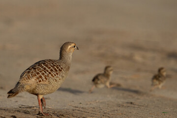 Grey francolin  and chicks running awaya at Hamala, Bahrain