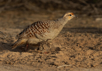 Grey francolin with a chick at Hamala, Bahrain