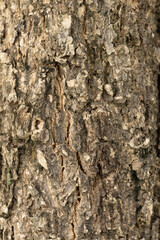 Tree bark texture, high gain tree texture