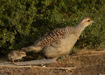 Grey francolin with a chick at Hamala, Bahrain