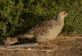 Grey francolin with a chick at Hamala, Bahrain
