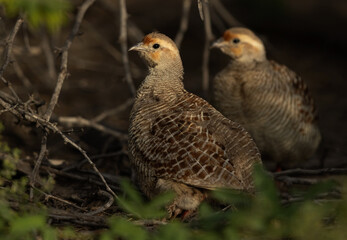 Selective focus on Grey francolin at Hamala, Bahrain