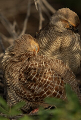 Closeup of a pair of Grey francolin at Hamala, Bahrain