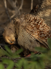 Closeup of a Grey francolin preening at Hamala, Bahrain