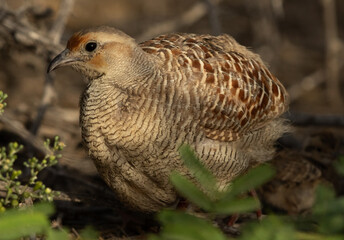 Closeup of a Grey francolin at Hamala of Bahrain