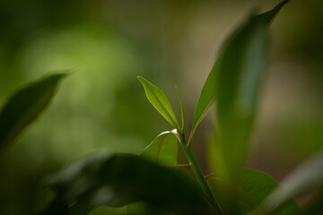 Sunlit green leaves with a soft, blurred background.