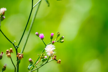 Cyanthillium Grass Wildflowers in Bloom nature background