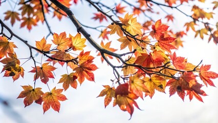 Fototapeta premium Close-Up of Vibrant Red and Yellow Autumn Maple Leaves on a Branch